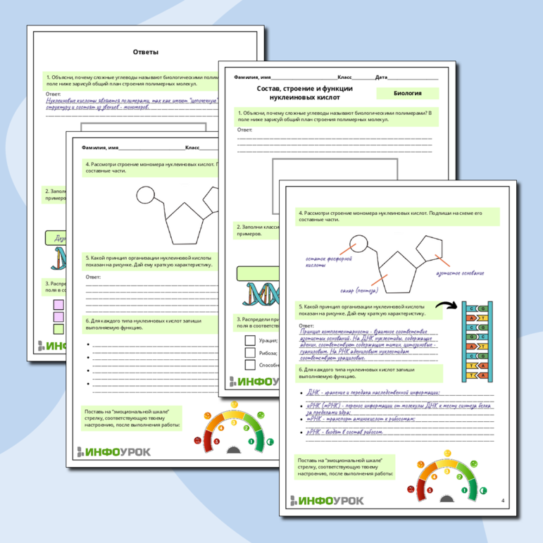 Рабочий лист по биологии: Состав, строение и функции нуклеиновых кислот