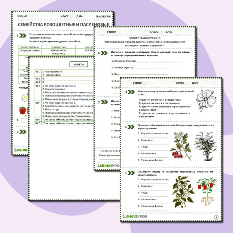 Рабочий лист: Семейства Розоцветные и Пасленовые. Практическая работа «Определение представителей семейств с использованием определителей растений или определительных карточек»