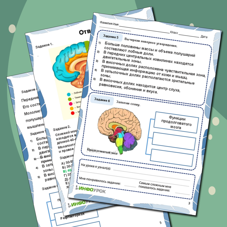 Рабочий лист по биологии «Строение и функции центральной нервной системы»