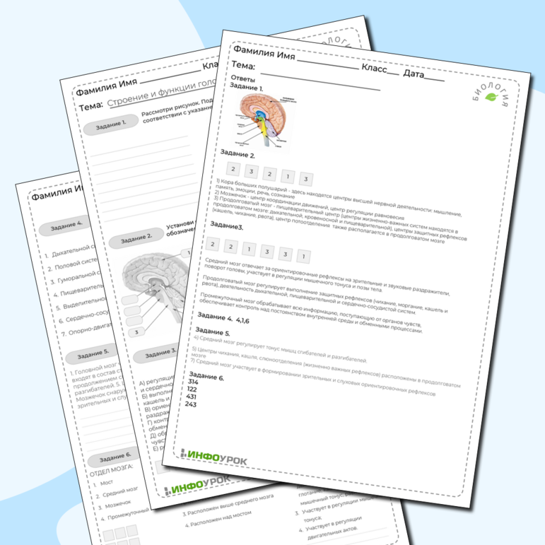 Рабочий лист по биологии «Строение и функции головного мозга»