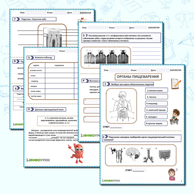Рабочий лист «Органы пищеварения»