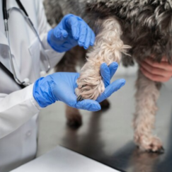 Проведение лабораторных исследований методом иммуноферментного анализа  в ветеринарной практике