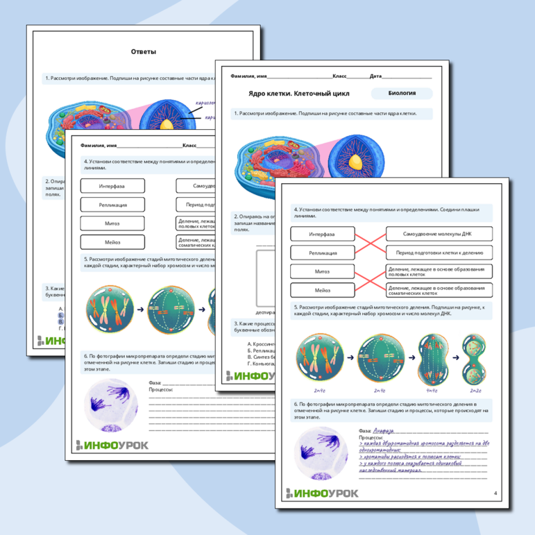 Рабочий лист по биологии: Ядро клетки. Клеточный цикл