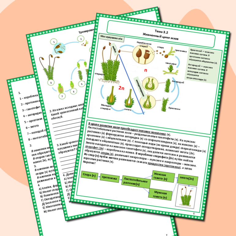 Рабочая тетрадь «Тема 3.2 Жизненные циклы растений»