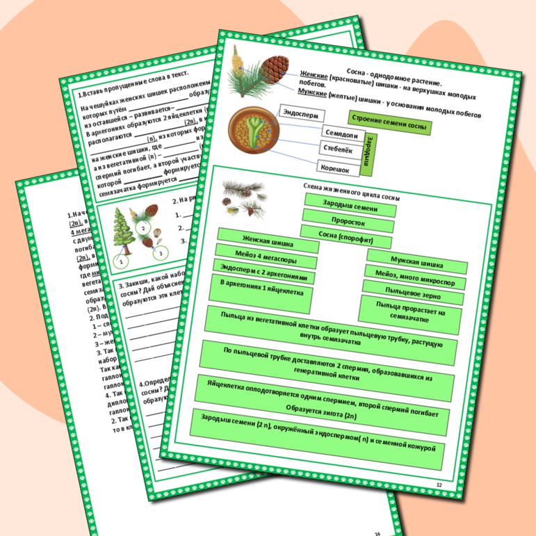 Рабочая тетрадь «Тема 3.2 Жизненные циклы растений»