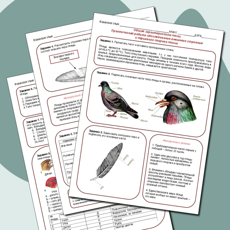 Общая характеристика птиц. Практическая работа «Исследование внешнего строения и перьевого покрова птиц».