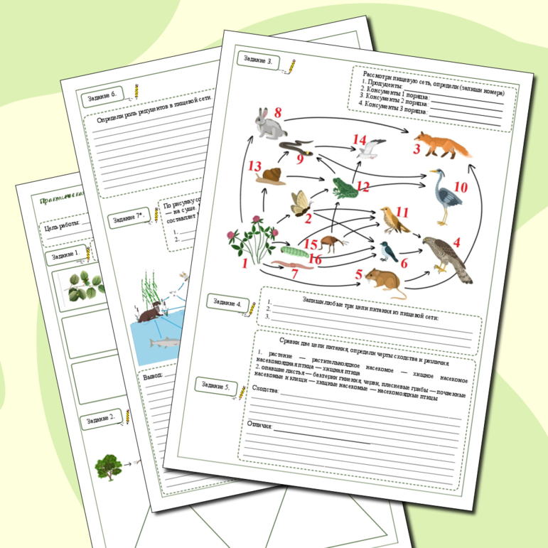 Рабочий лист «Составление схем передачи веществ и энергии (цепей питания), трофических сетей, построение пирамид биомассы»