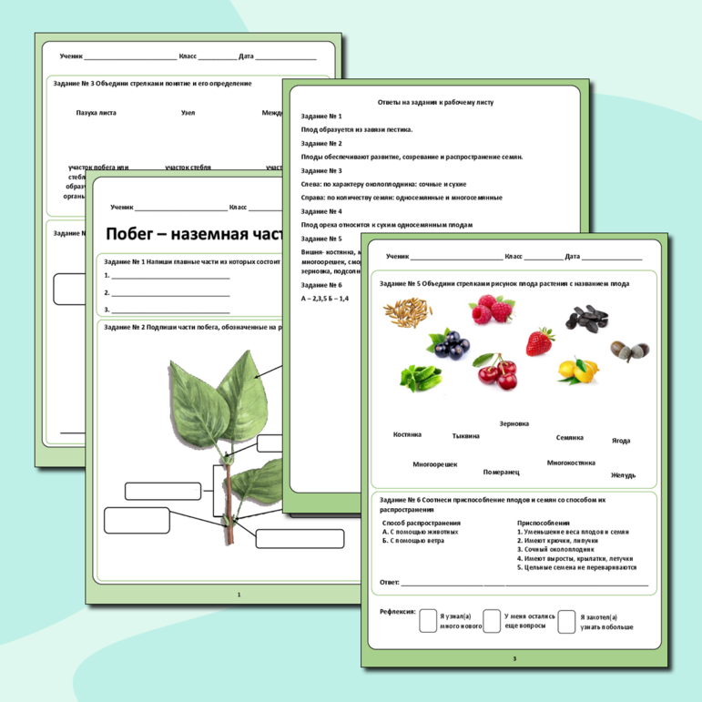 Комплект рабочих листов по биологии по разделу «Органы растений»