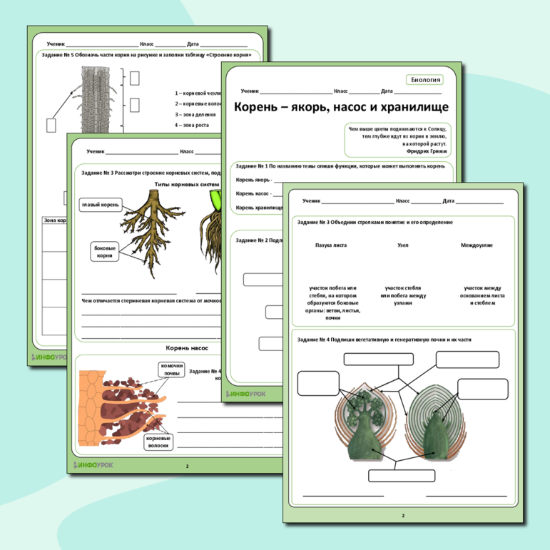 Комплект рабочих листов по биологии по разделу «Органы растений»