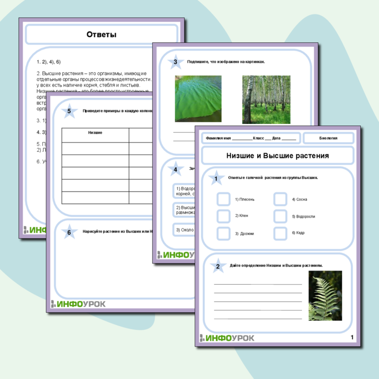 Рабочий лист по биологии на тему «Низшие и высшие растения»