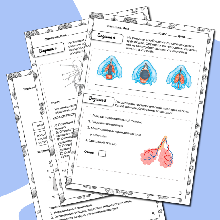Рабочий лист Анатомия дыхательной системы. Лабораторная работа «Изучение гистологических препаратов органов дыхания»