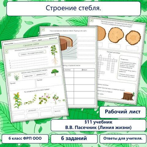 Барельефная модель Клеточное строение стебля