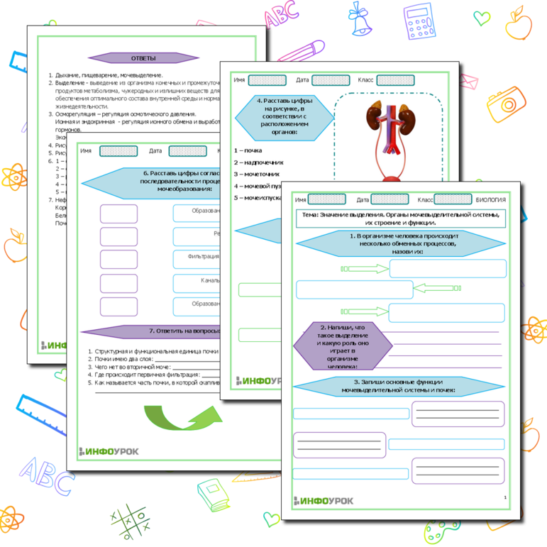 Рабочий лист «Значение выделения. Органы мочевыделительной системы, их строение и функции»